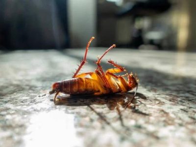 Sydney's Best Cockroach Control Specialists